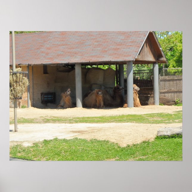 Llama Love Poster (Front)