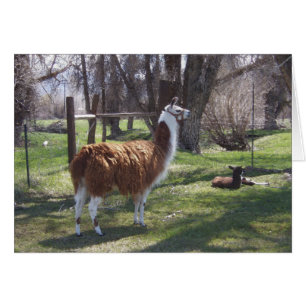 Llama Mama and Baby Lama