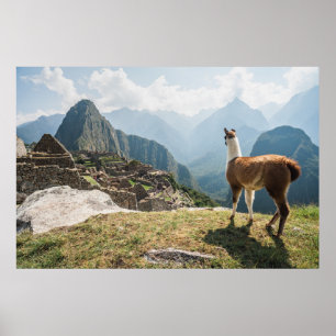 Llama Overlooking Ruins   Machu Picchu, Peru Poster