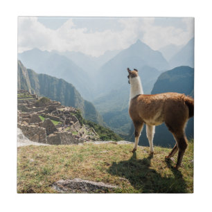 Llama Overlooking Ruins Machu Picchu, Peru Tile