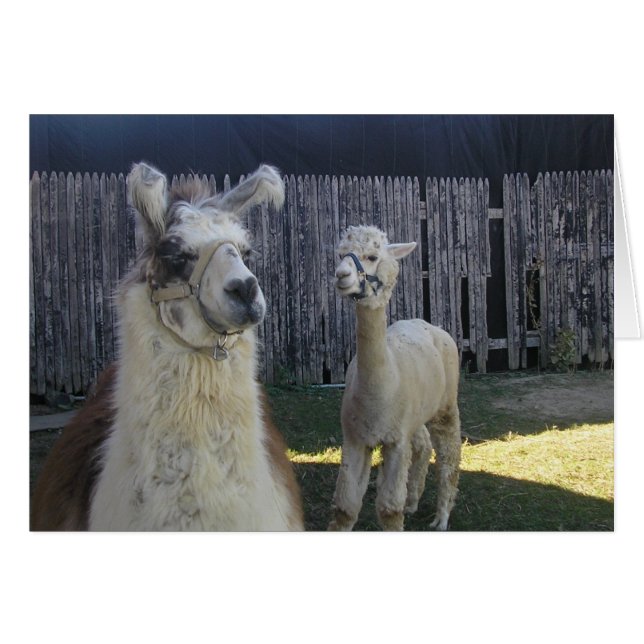 llama pals! (Front Horizontal)