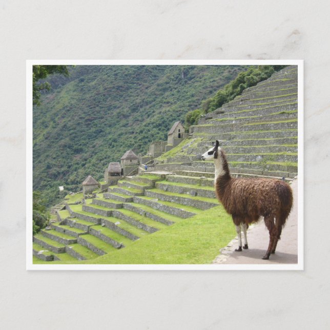 llama peru postcard (Front)
