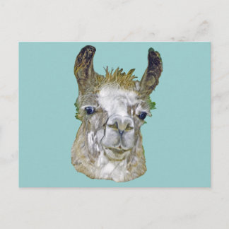 Llama Picture Postcard