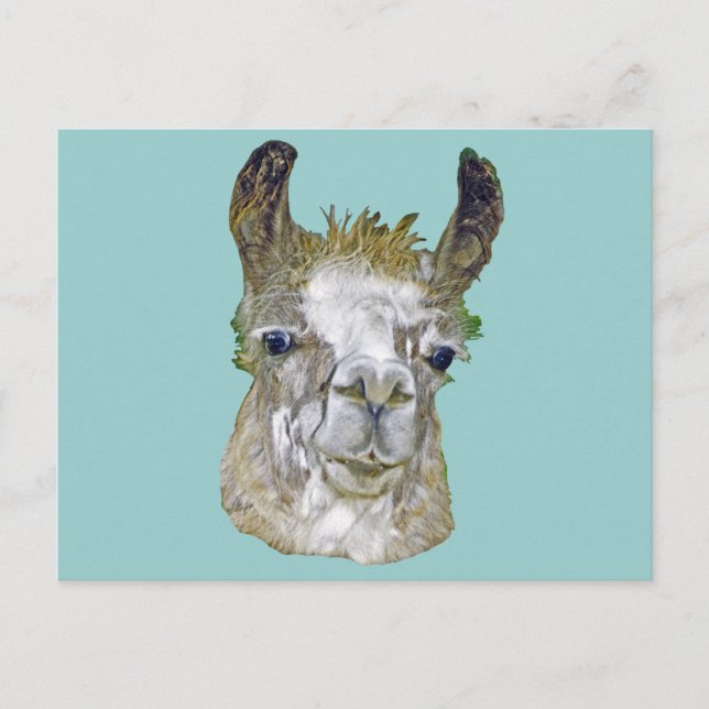 Llama Picture Postcard (Front)
