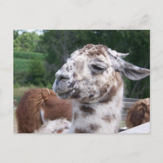 Llama Postcard