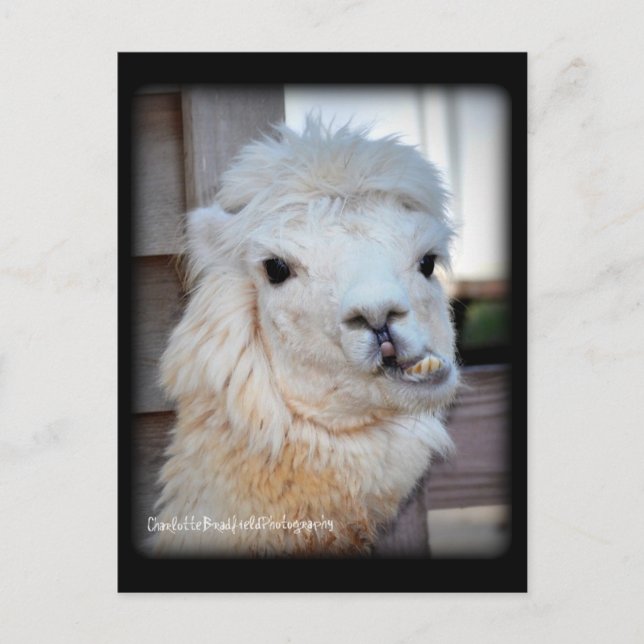 Llama Postcard (Front)