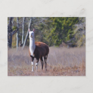 Llama Postcard