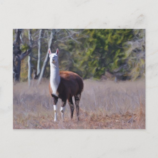 Llama Postcard (Front)