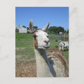 Llama Postcard