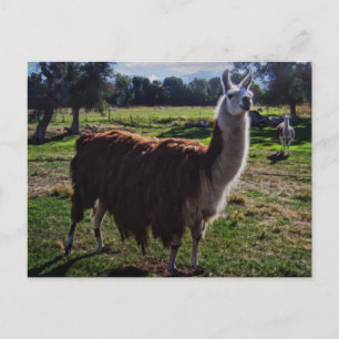 Llama Postcard
