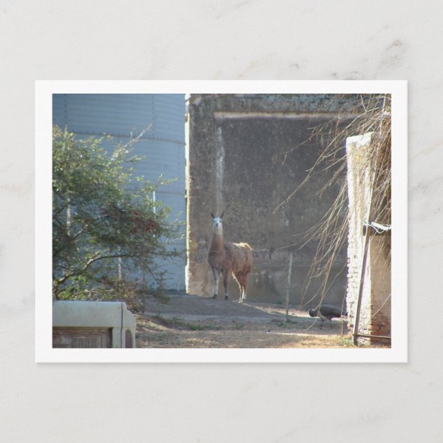 llama postcard (Front)