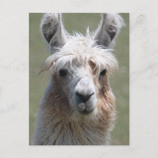Llama Postcard