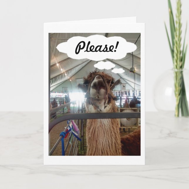 LLAMA SAYS "PLEASE-SAY YOU LOVE ME, TOO!" HOLIDAY CARD (Front)