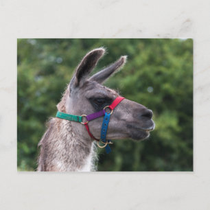 Llama Superiority Postcard
