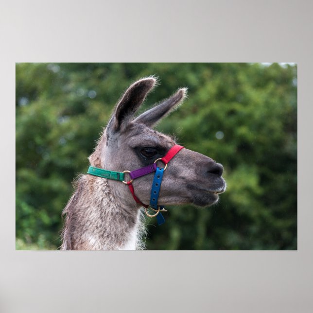Llama Superiority Poster (Front)