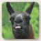 Llama with Attitude - Sticking out Tongue Photo