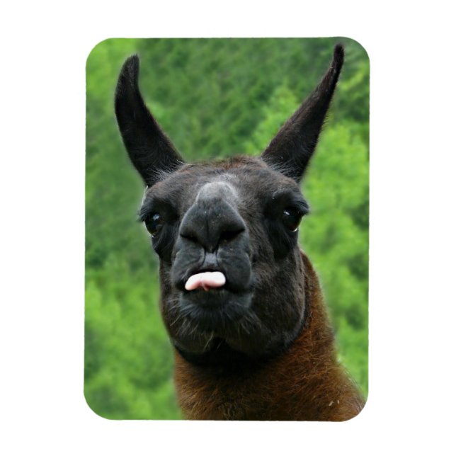 Llama with Attitude - Sticking out Tongue Photo Magnet (Vertical)