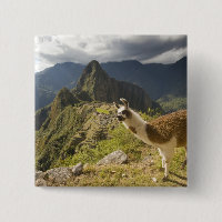 LLamas and an over look of Machu Picchu,
