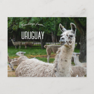 Llamas in Uruguay Postcard