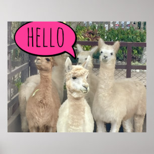 Llamas on poster