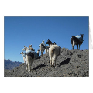 Llamas Pack Herd Bolivia Andes Mountain Note Card