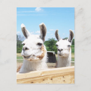 Llamas Postcard