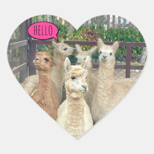 Llamas ready to party on seals