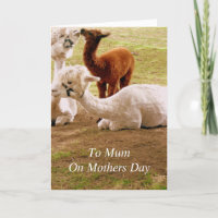 Llamas With Baby Cria Mothers Day
