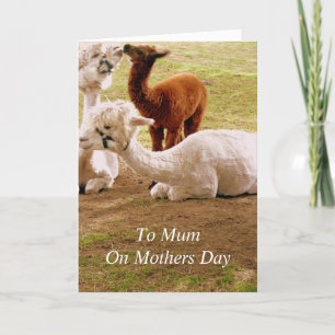 Llamas With Baby Cria Mothers Day Card