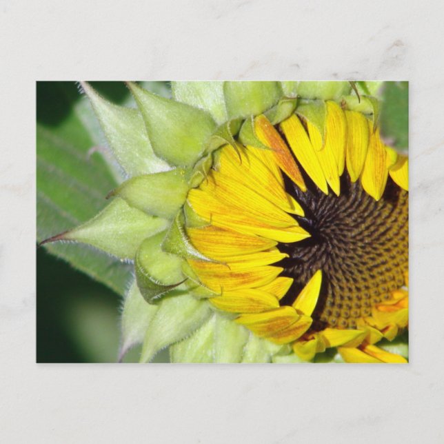 Lo! a Sunflower is Born Postcard (Front)
