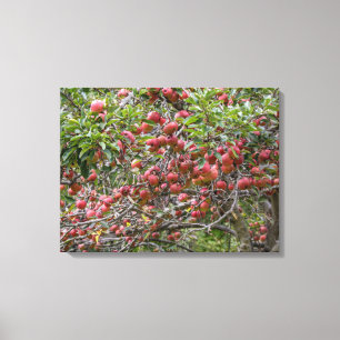 Loaded Apple Tree Canvas Print