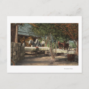 Loading Fruit at Longview Ranch Postcard