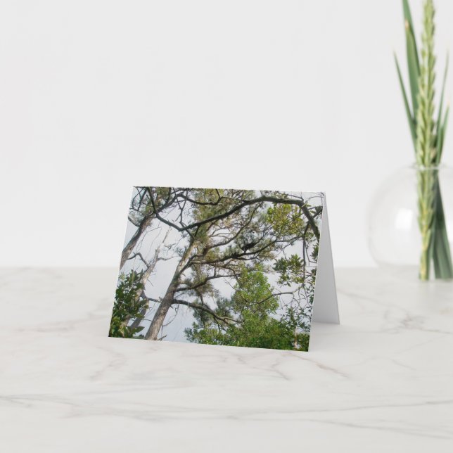 Lob Lolly Pine Trees OBX Note Card (Front)