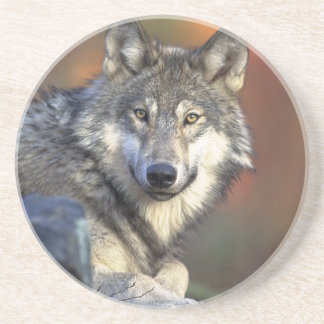 Lobo Gris Coaster
