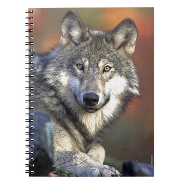 Lobo Gris Spiral Notebook (Front)