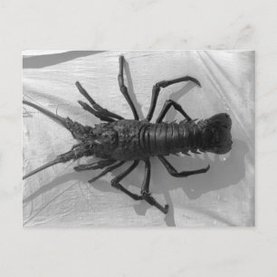 Lobster Black and White Photograph Postcard