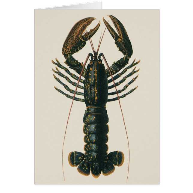 Lobster Claws Vintage Marine Ocean Life Crustacean (Front)