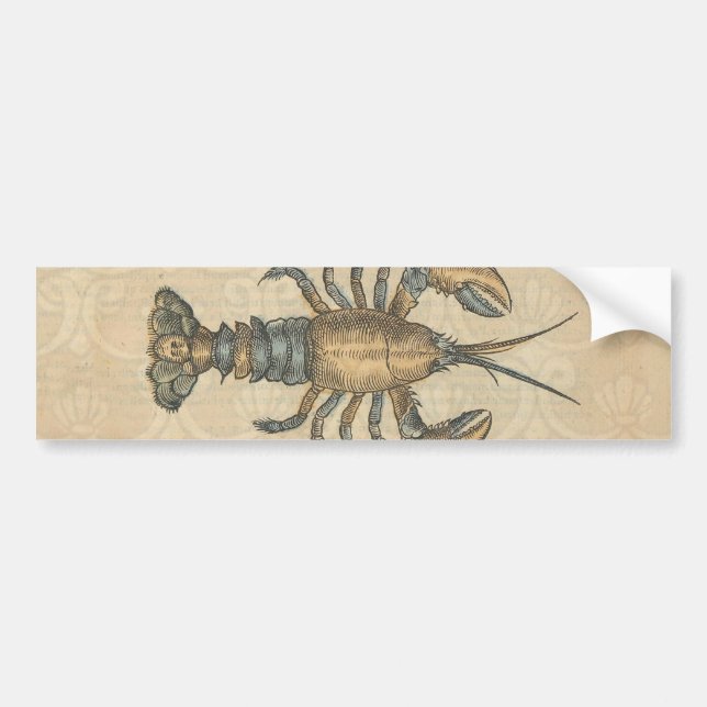 Lobster Illustration Antique Maine Seafood Bumper Sticker (Front)