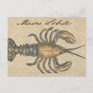 Lobster Illustration Antique Maine Seafood Postcard