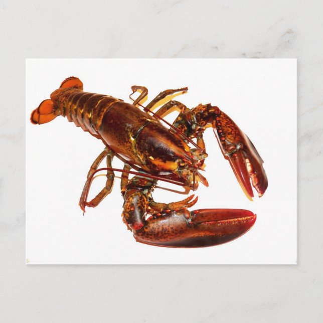 Lobster Postcard (Front)