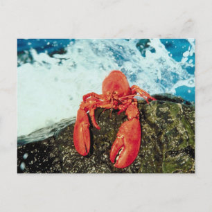 Lobster Postcard