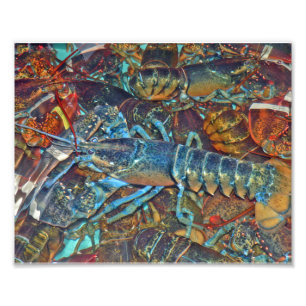 Lobsters in a lobster pound, Maine Photo Print