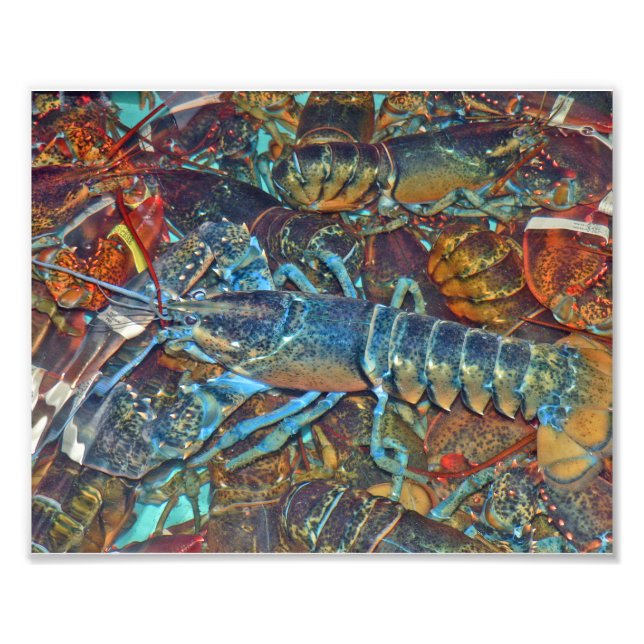 Lobsters in a lobster pound, Maine Photo Print (Front)