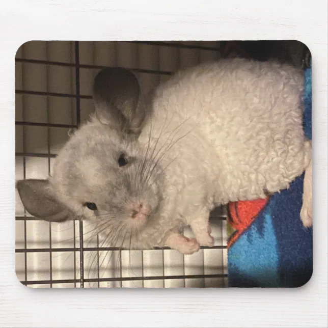 Curly chinchilla clearance