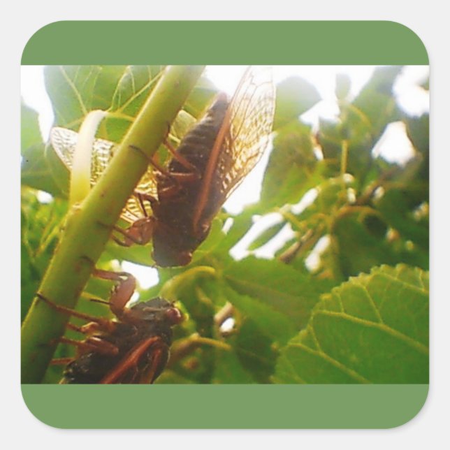 Locust Country Square Glossy Sticker (Front)