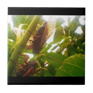 Locust Country Tile Insets