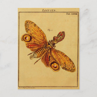 Locusta Postcard