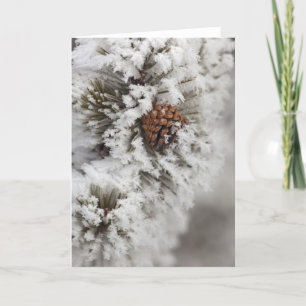 Lodgepole Pine cone in winter in Yellowstone Holiday Card