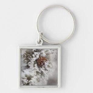 Lodgepole Pine cone in winter in Yellowstone Key Ring