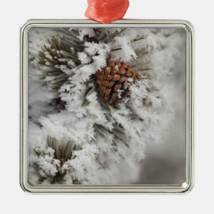 Lodgepole Pine cone in winter in Yellowstone Metal Tree Decoration